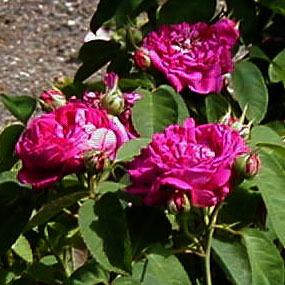 Photo of Portland Rose (Rosa 'Rose de Rescht') uploaded by Joy