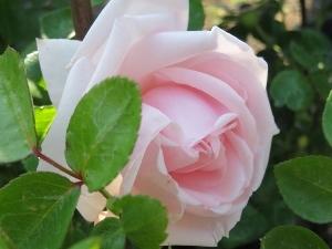 Photo of Rose (Rosa 'New Dawn') uploaded by Joy