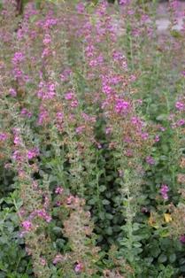 Photo of Wall Germander (Teucrium chamaedrys) uploaded by Joy