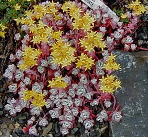 Photo of Chalk Stonecrop (Sedum spathulifolium subsp. pruinosum) uploaded by Joy