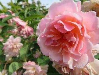 Photo of Rose (Rosa 'Lucetta') uploaded by Joy