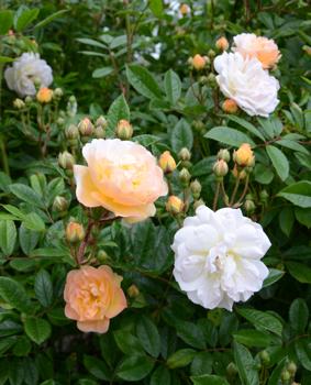 Photo of Rose (Rosa 'Ghislaine de Feligonde') uploaded by Joy