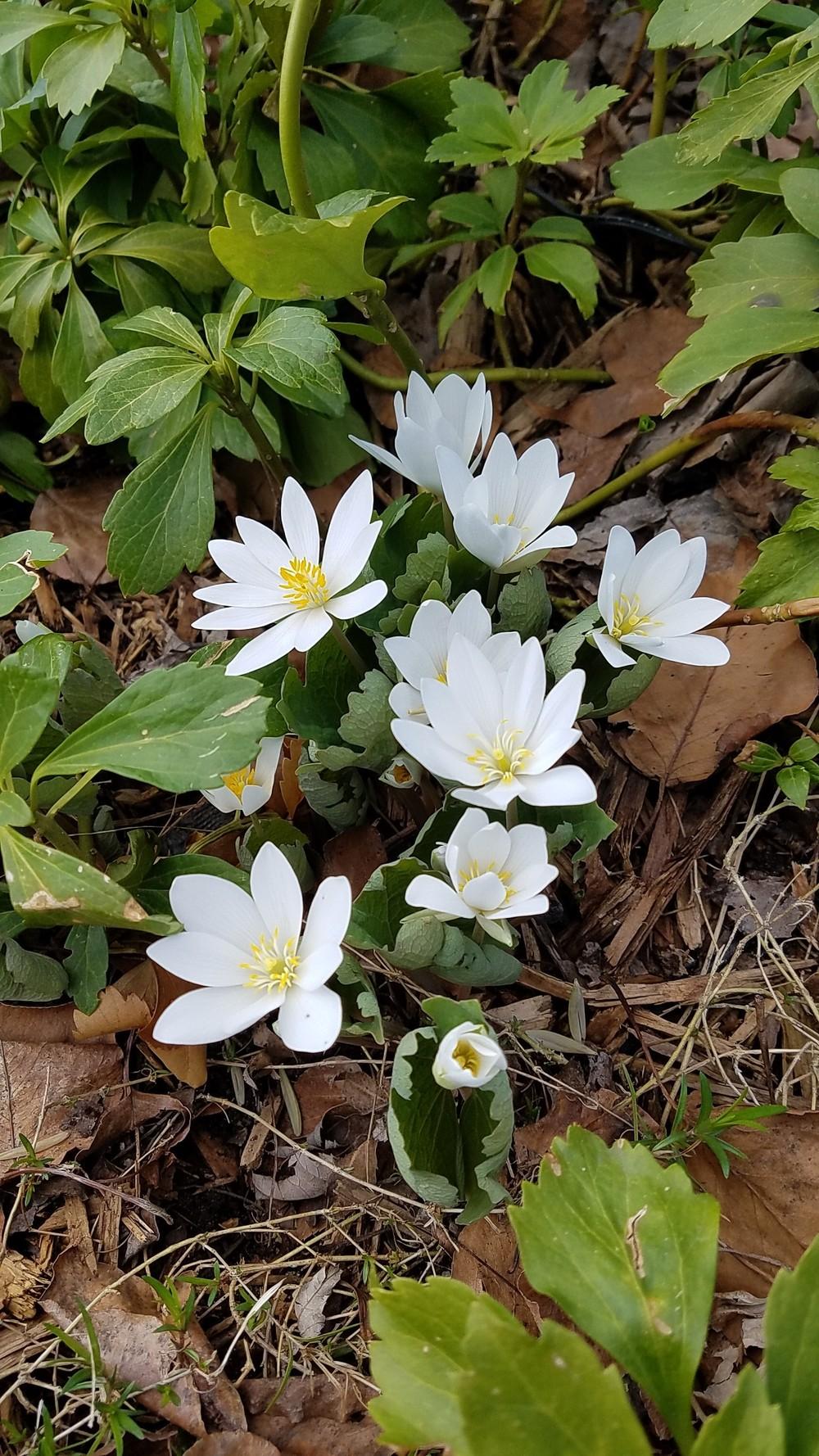 Photo of Bloodroot (Sanguinaria canadensis) uploaded by dnrevel