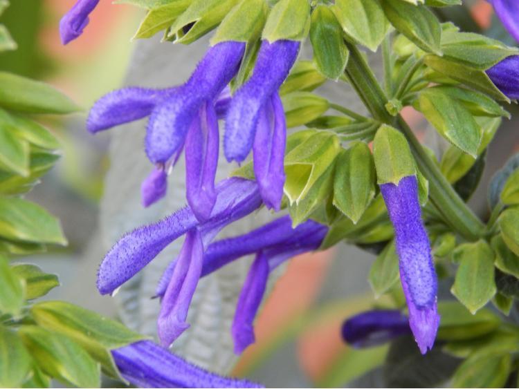 Photo of Mexican Sage (Salvia mexicana 'Limelight') uploaded by jathton