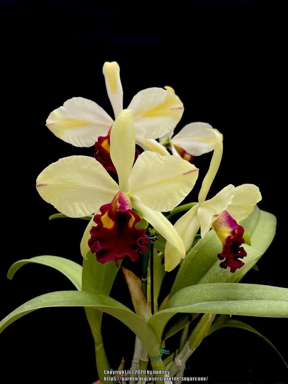 Photo of Orchid (Rhyncattleanthe Fu Shu Glory 'Happy Holiday') uploaded by sugarcane