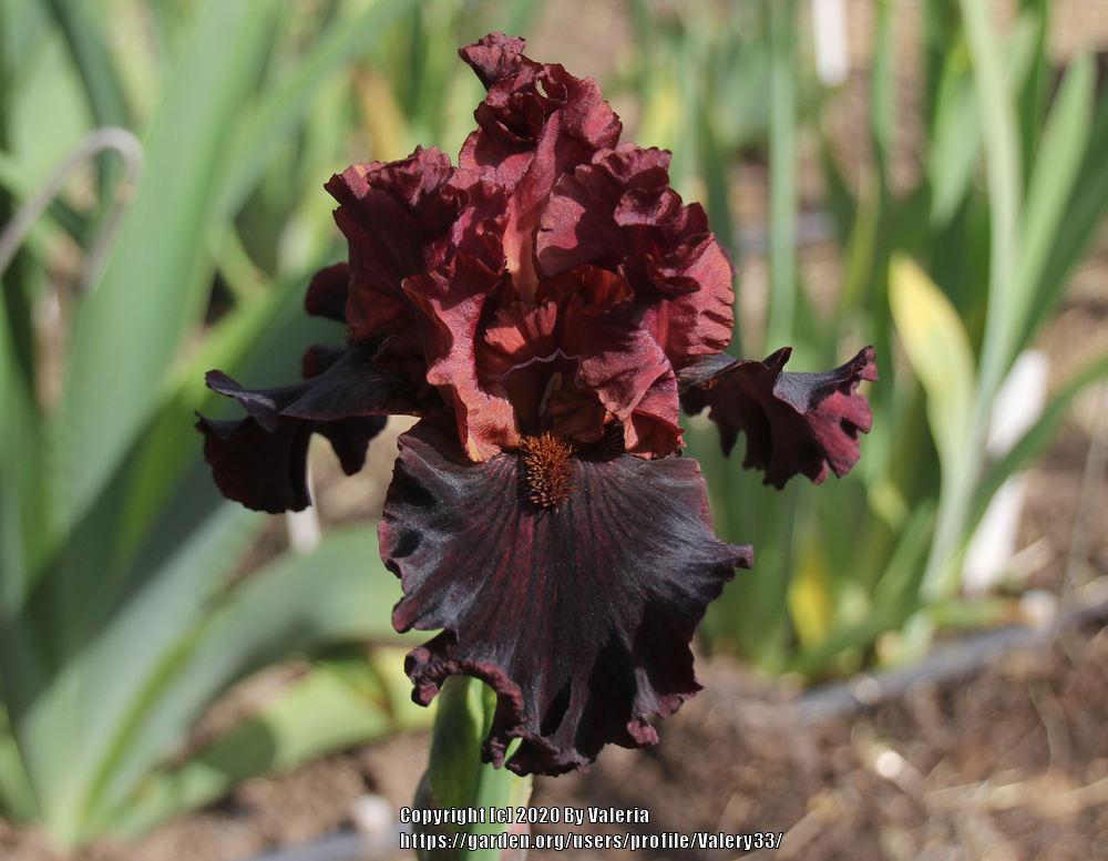 Photo of Tall Bearded Iris (Iris 'Smoky Shadows') uploaded by Valery33