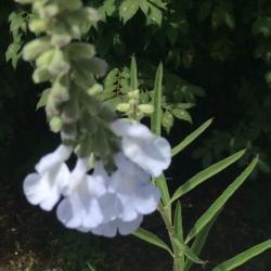 Location: Ann Arbor, Michigan
Date: 2020-08-30
Salvia azurea, Blue Sage - Seed from Prairie Moon Nursery