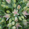 A tough plant with delicate baby-pink flowers