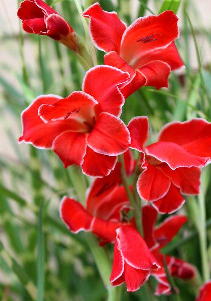 Photo of Gladiolus 'Atom' uploaded by Calif_Sue