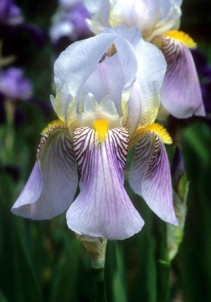 Photo of Tall Bearded Iris (Iris 'Wyomissing') uploaded by Calif_Sue