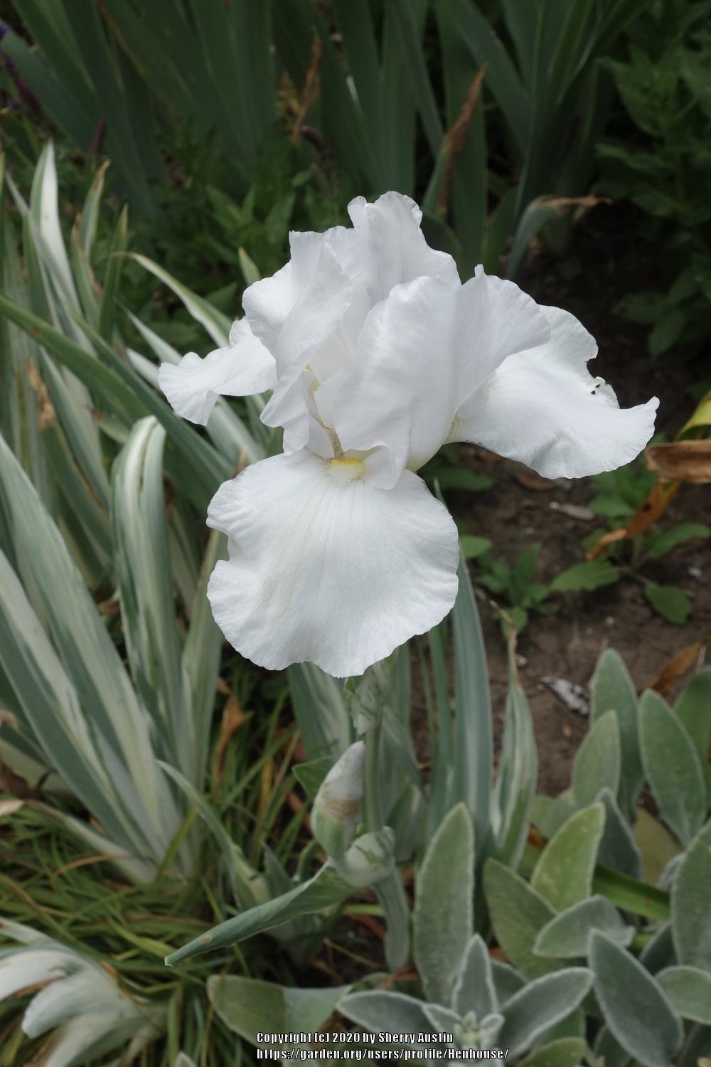Photo of Border Bearded Iris (Iris 'Striped Britches') uploaded by Henhouse