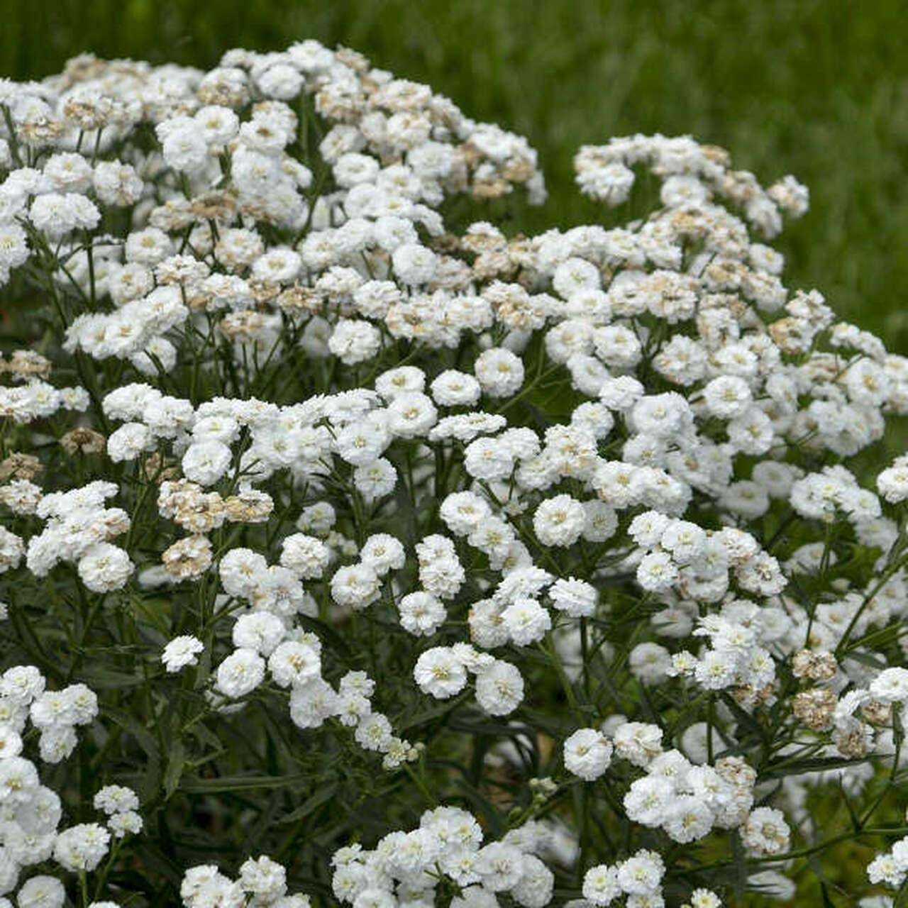 Photo of Yarrow (Achillea ptarmica 'Peter Cottontail') uploaded by Joy