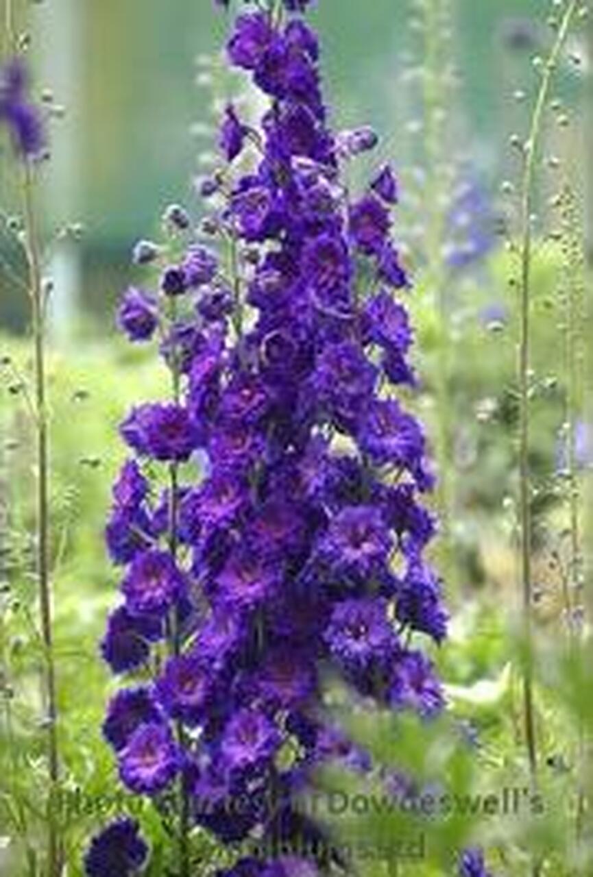 Photo of Larkspur (Delphinium elatum New Millennium™ Pagan Purples) uploaded by Joy