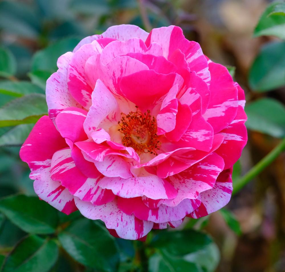 Photo of Rose (Rosa 'Neil Diamond') uploaded by AnnKNCalif