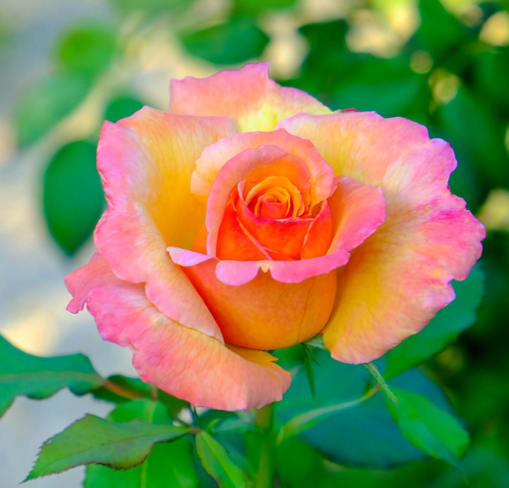 Photo of Rose (Rosa 'Tahitian Sunset') uploaded by AnnKNCalif