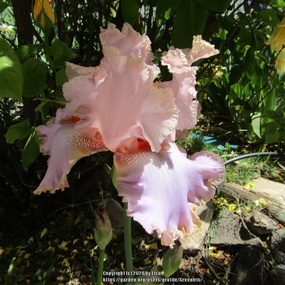 Photo of Tall Bearded Iris (Iris 'Lady Jane') uploaded by GreenIris