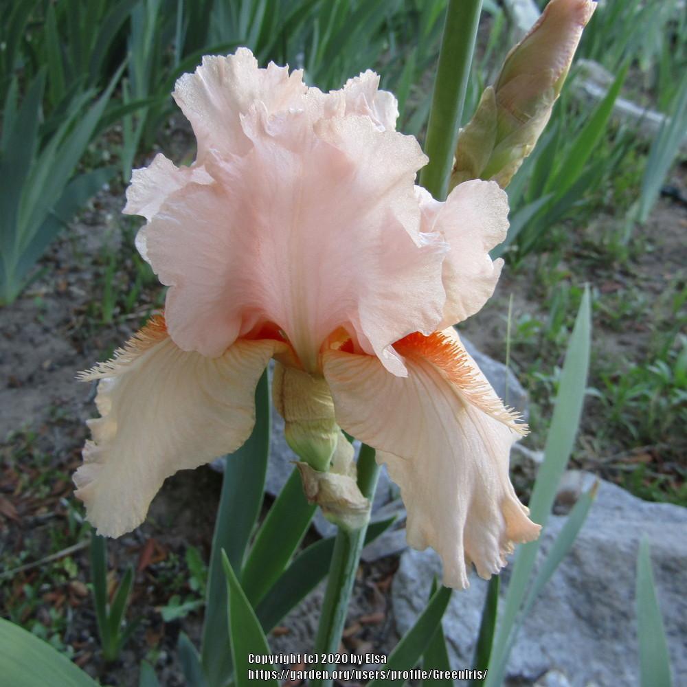 Photo of Tall Bearded Iris (Iris 'Coral Point') uploaded by GreenIris