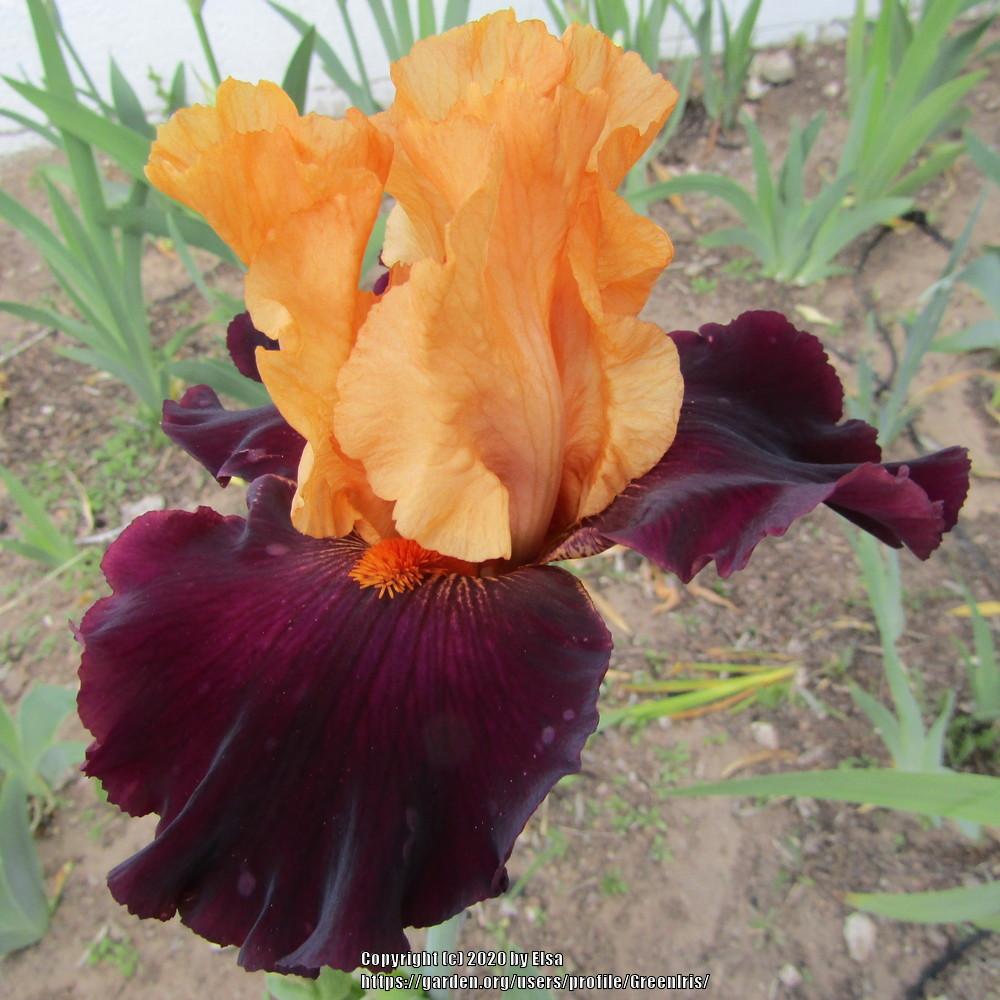 Photo of Tall Bearded Iris (Iris 'Brilliant Disguise') uploaded by GreenIris