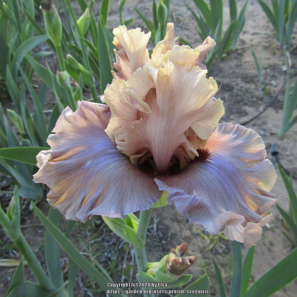 Photo of Tall Bearded Iris (Iris 'Enter the Dragon') uploaded by GreenIris