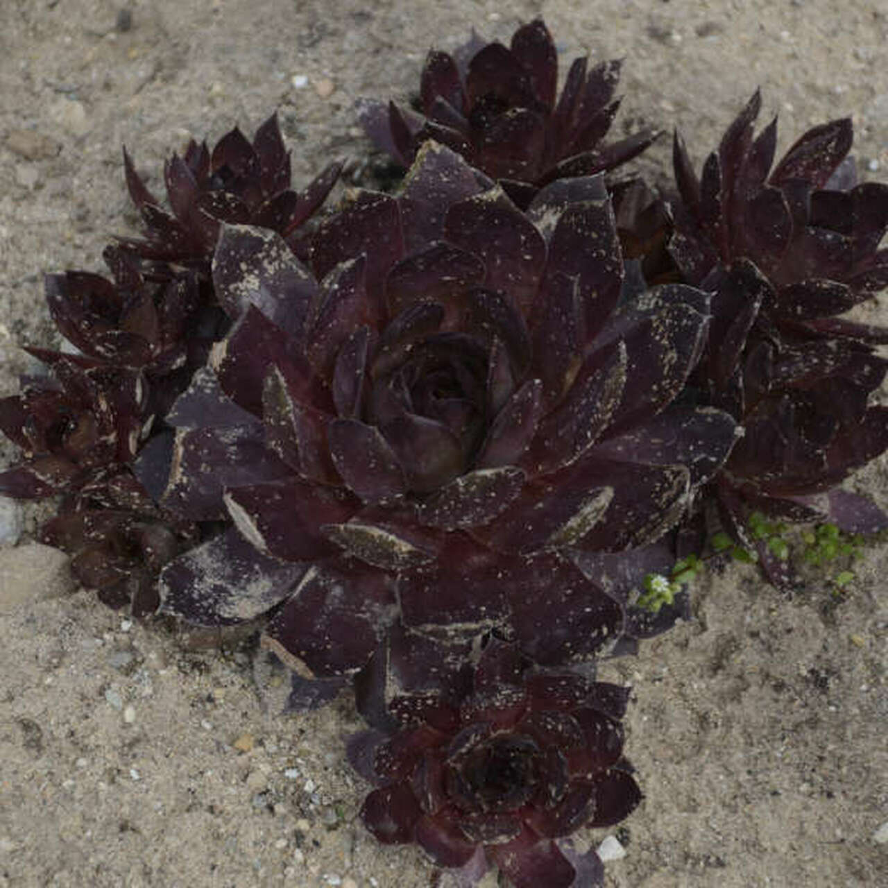 Photo of Hen and Chicks (Sempervivum 'Peggy') uploaded by Joy
