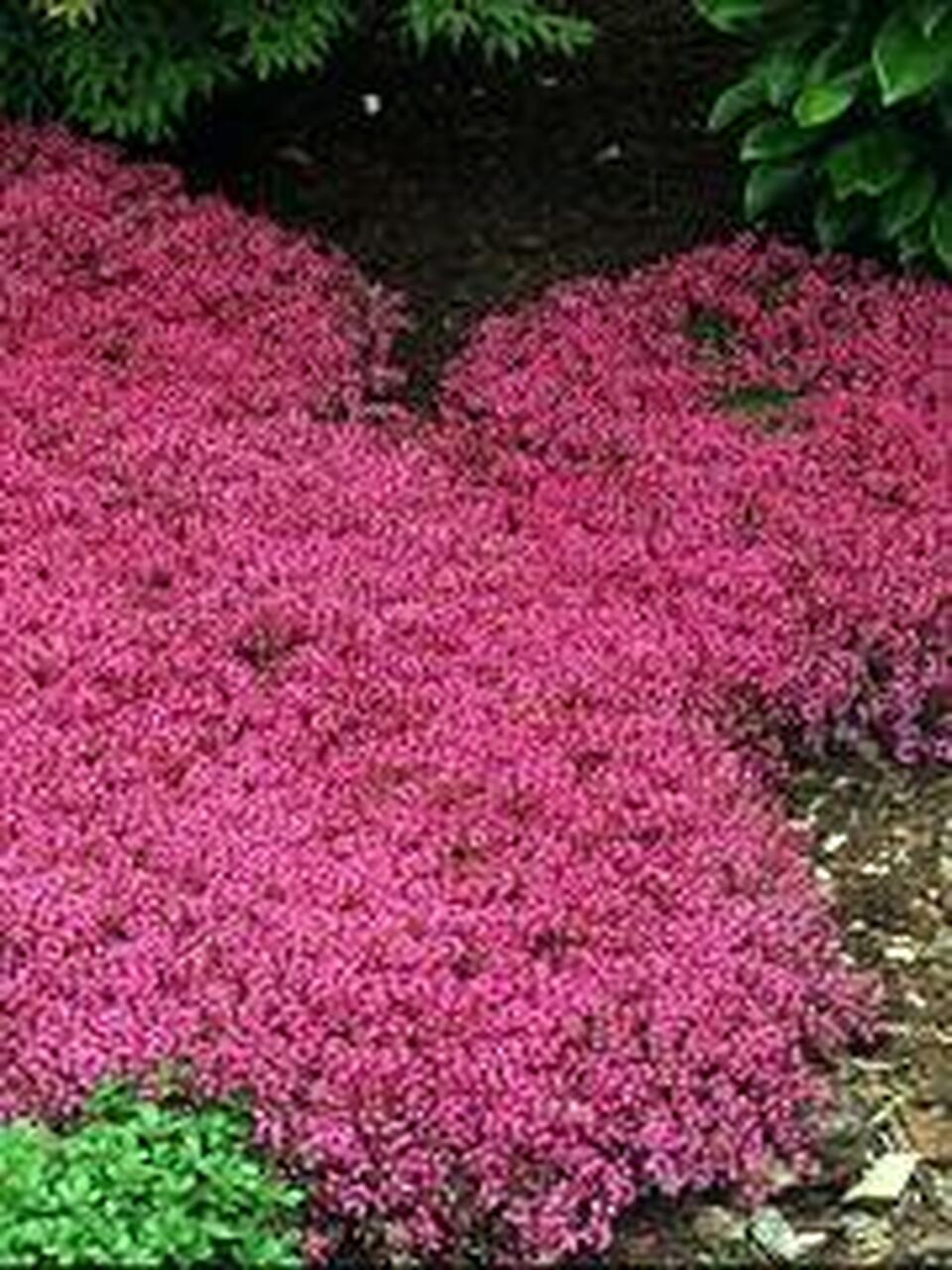 Photo of Red Creeping Thyme (Thymus praecox 'Coccineus') uploaded by Joy