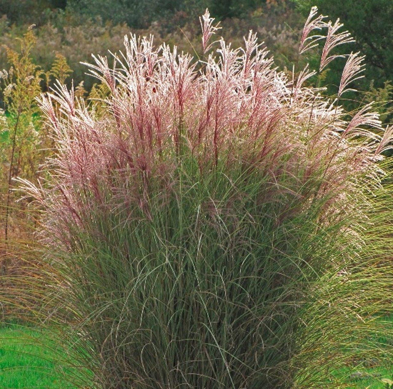 Photo of Maiden Grass (Miscanthus sinensis 'Morning Light') uploaded by Joy
