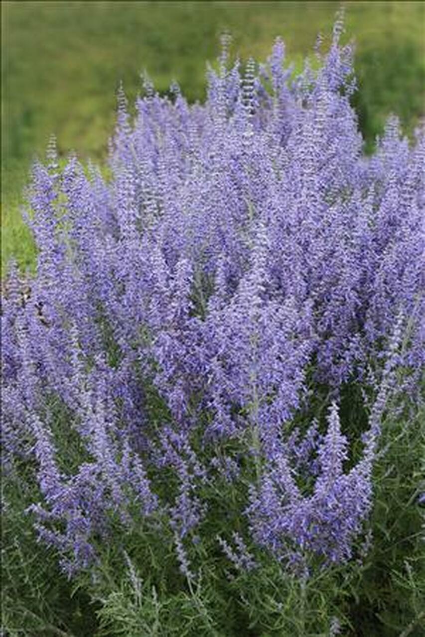 Photo of Russian Sage (Salvia 'Denim 'n Lace') uploaded by Joy