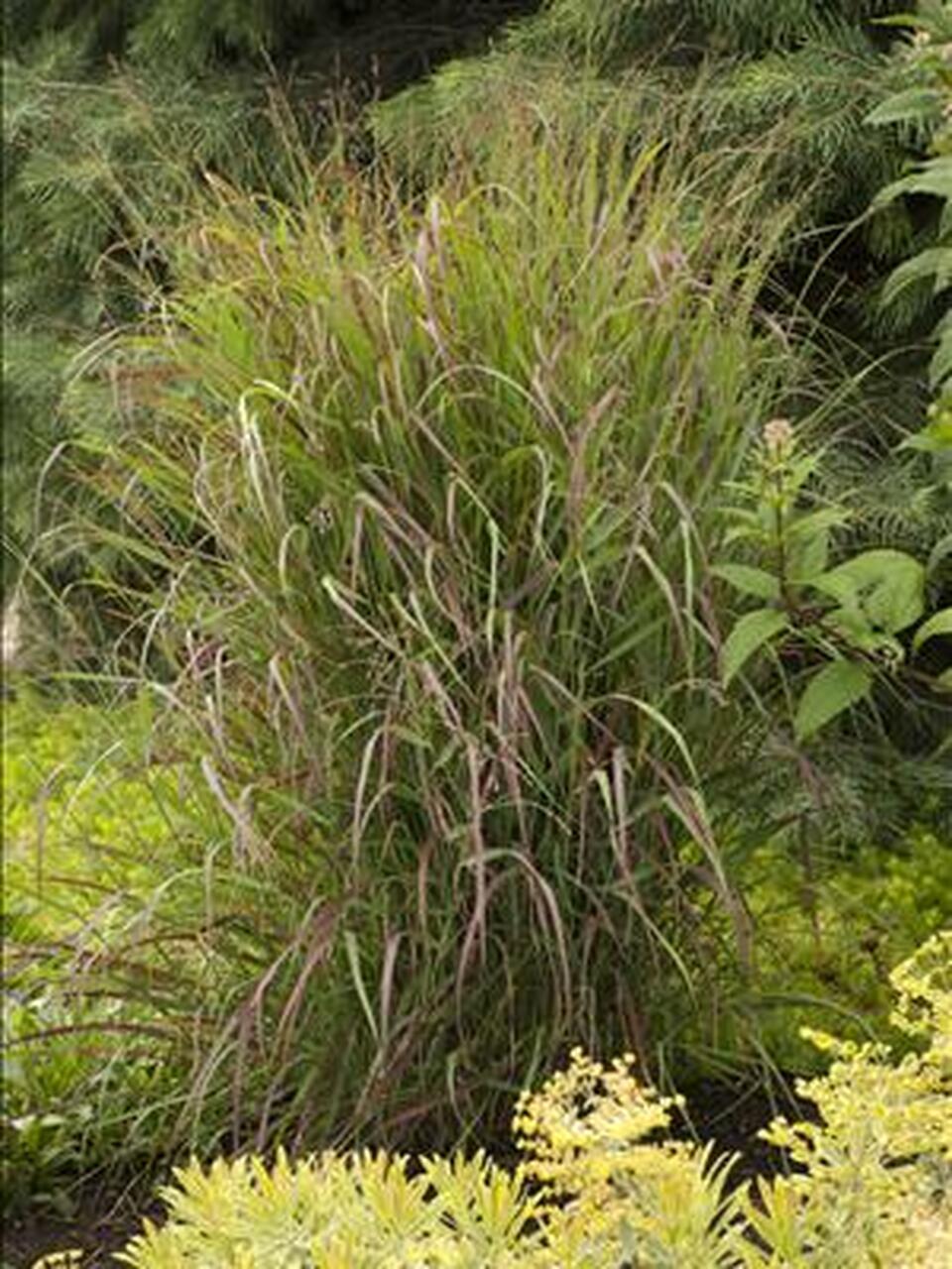 Photo of Switchgrass (Panicum virgatum 'Prairie Fire') uploaded by Joy
