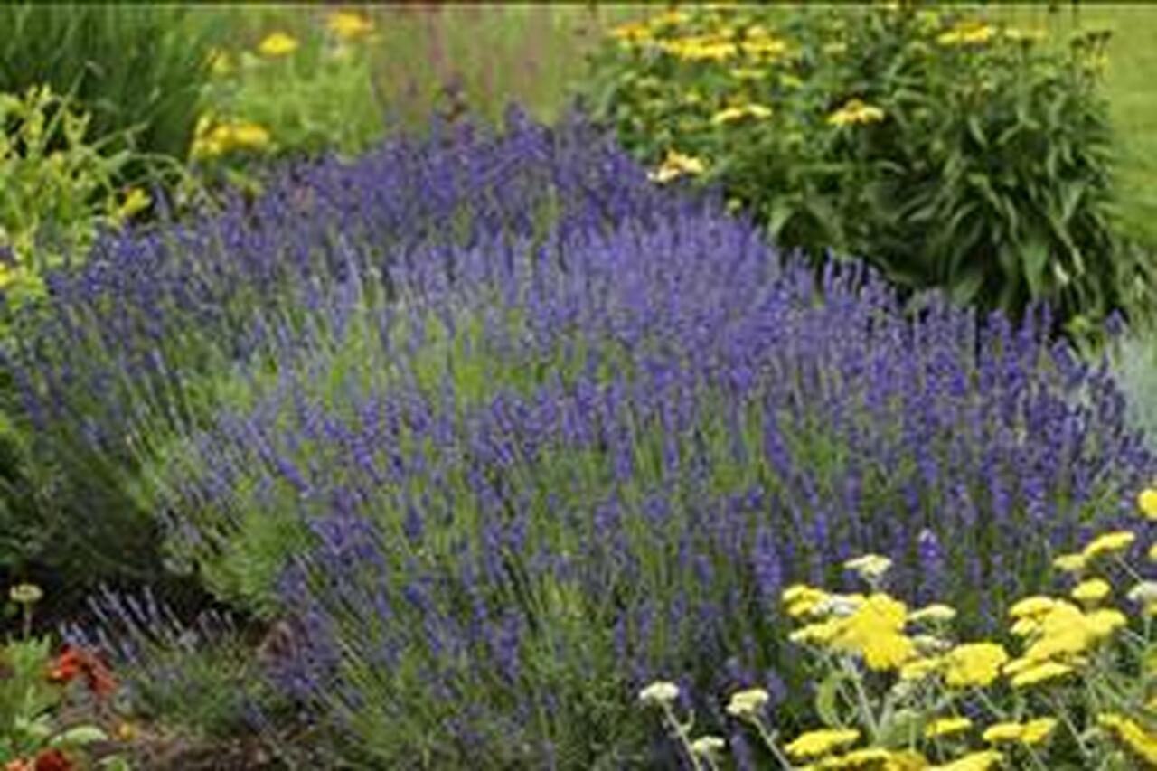Photo of English Lavender (Lavandula angustifolia 'Hidcote') uploaded by Joy