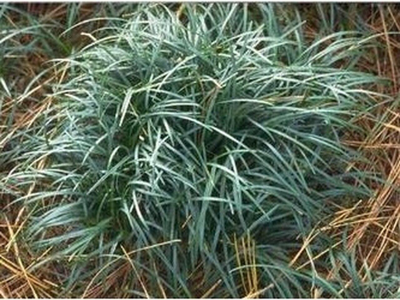Photo of Mondo Grass (Ophiopogon japonicus) uploaded by Joy