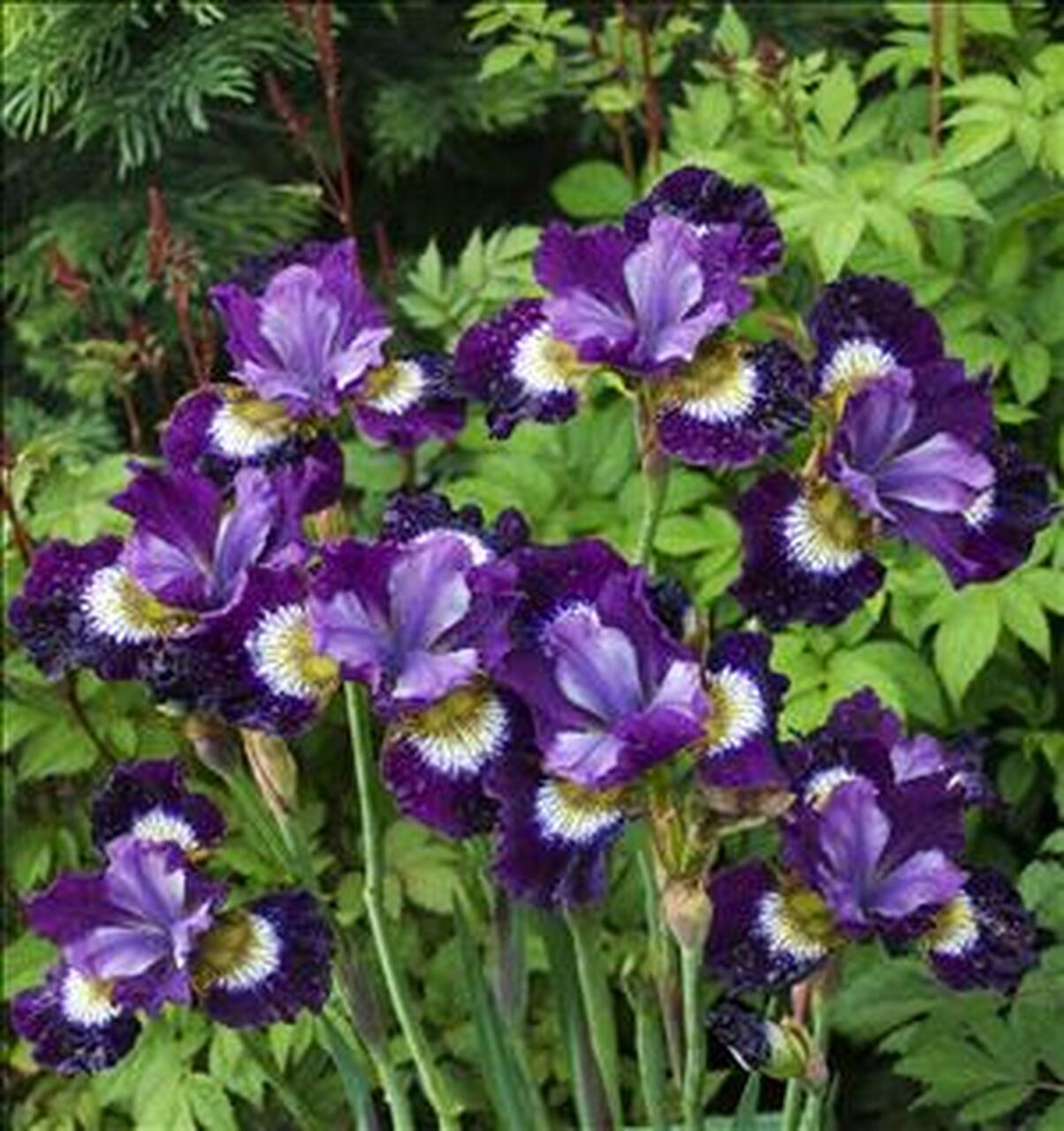 Photo of Siberian Iris (Iris 'Jewelled Crown') uploaded by Joy