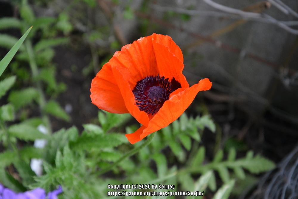 Photo of Oriental Poppy (Papaver orientale) uploaded by Serjio