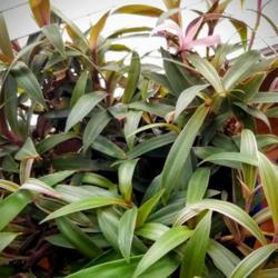 Location: Ann Arbor, Michigan
Date: 2020-01-16
Tradescantia spathacea (boat lily, oyster plant, rhoeo)