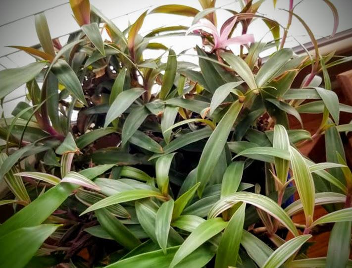 Photo of Oyster Plant (Tradescantia spathacea) uploaded by dnrevel
