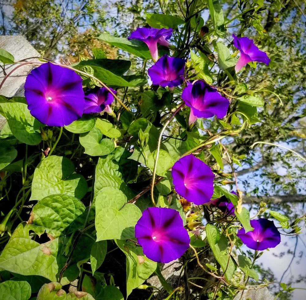 Photo of Morning Glory (Ipomoea purpurea 'Feringa') uploaded by dnrevel