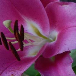 Location: in my garden in Oklahoma City
Date: 06-15-2020
Lilium 'Fujian'