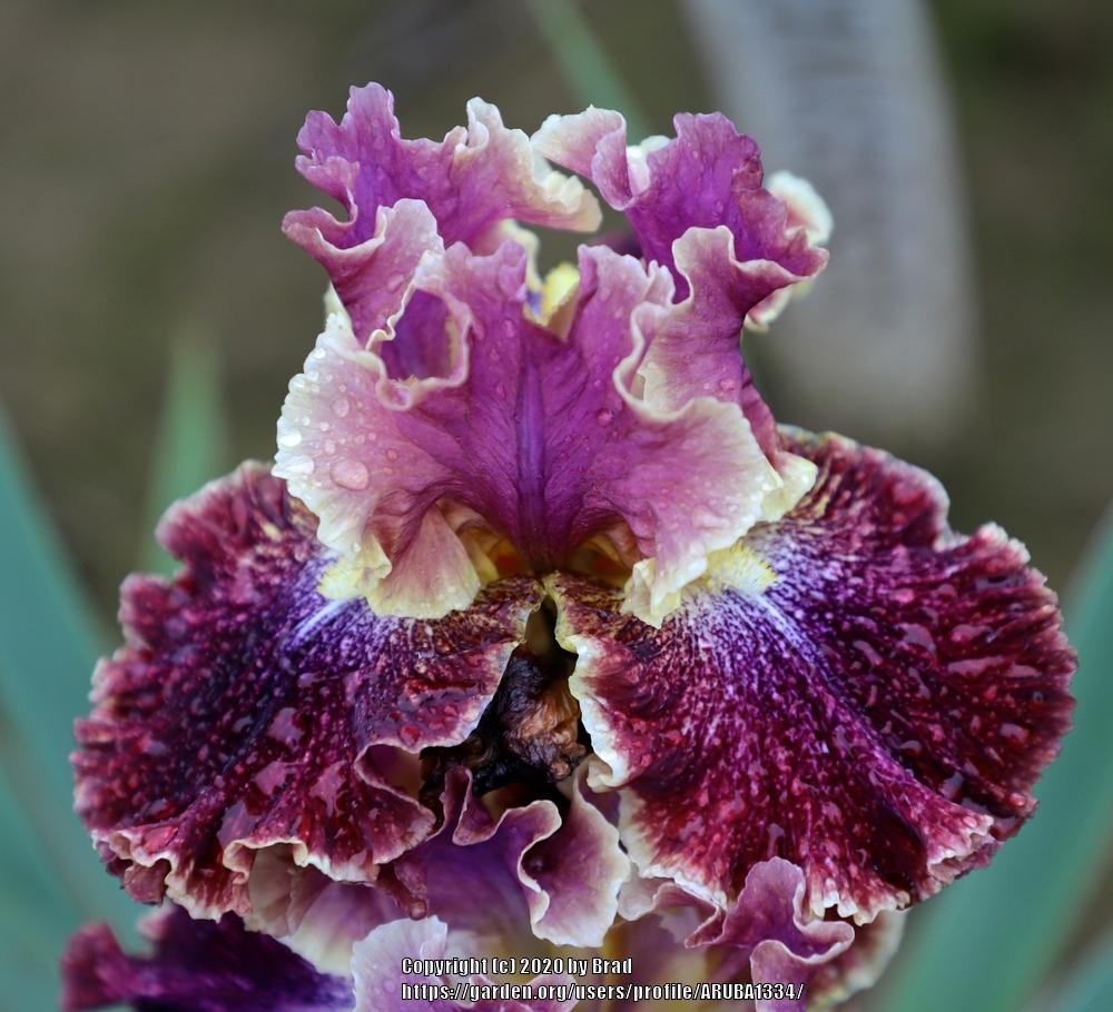Photo of Tall Bearded Iris (Iris 'Exploding Galaxy') uploaded by ARUBA1334