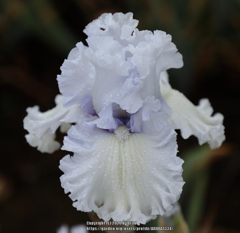 Photo of Tall Bearded Iris (Iris 'Civility') uploaded by ARUBA1334