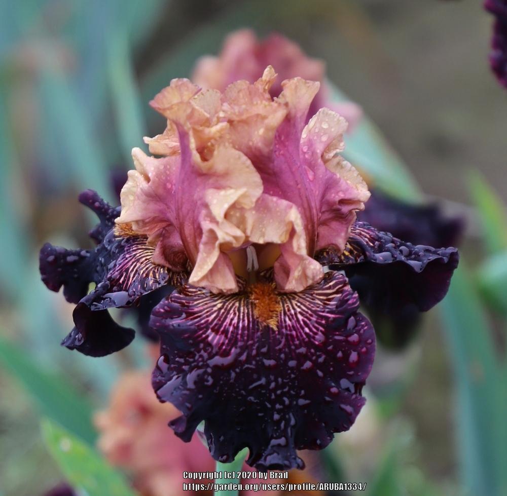 Photo of Tall Bearded Iris (Iris 'Mystic Image') uploaded by ARUBA1334