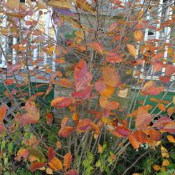 Location: Wayne, Pennsylvania
Date: 2020-11-08
close-up of fall foliage