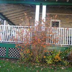 Location: Wayne, Pennsylvania
Date: 2020-11-08
full-grown regular species in fall color, but many leaves fallen