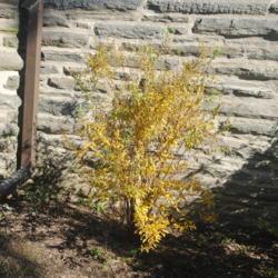 Location: Wayne, Pennsylvania
Date: 2020-11-08
mature shrub with yellow fall color