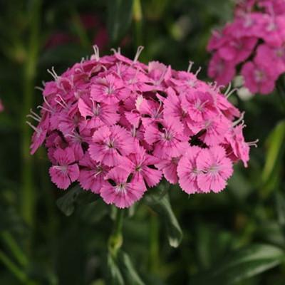 Photo of Dianthus Jolt™ Pink uploaded by Joy