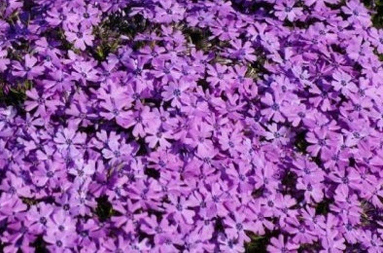 Photo of Creeping Phlox (Phlox subulata 'Purple Beauty') uploaded by Joy