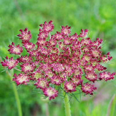 Photo of Queen Anne's Lace (Daucus carota 'Dara') uploaded by Joy