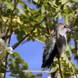 Location: Glendale, AZ
Date: 2020-11-14
Hummingbird perched in a Moringa tree in Glendale, Arizona.
