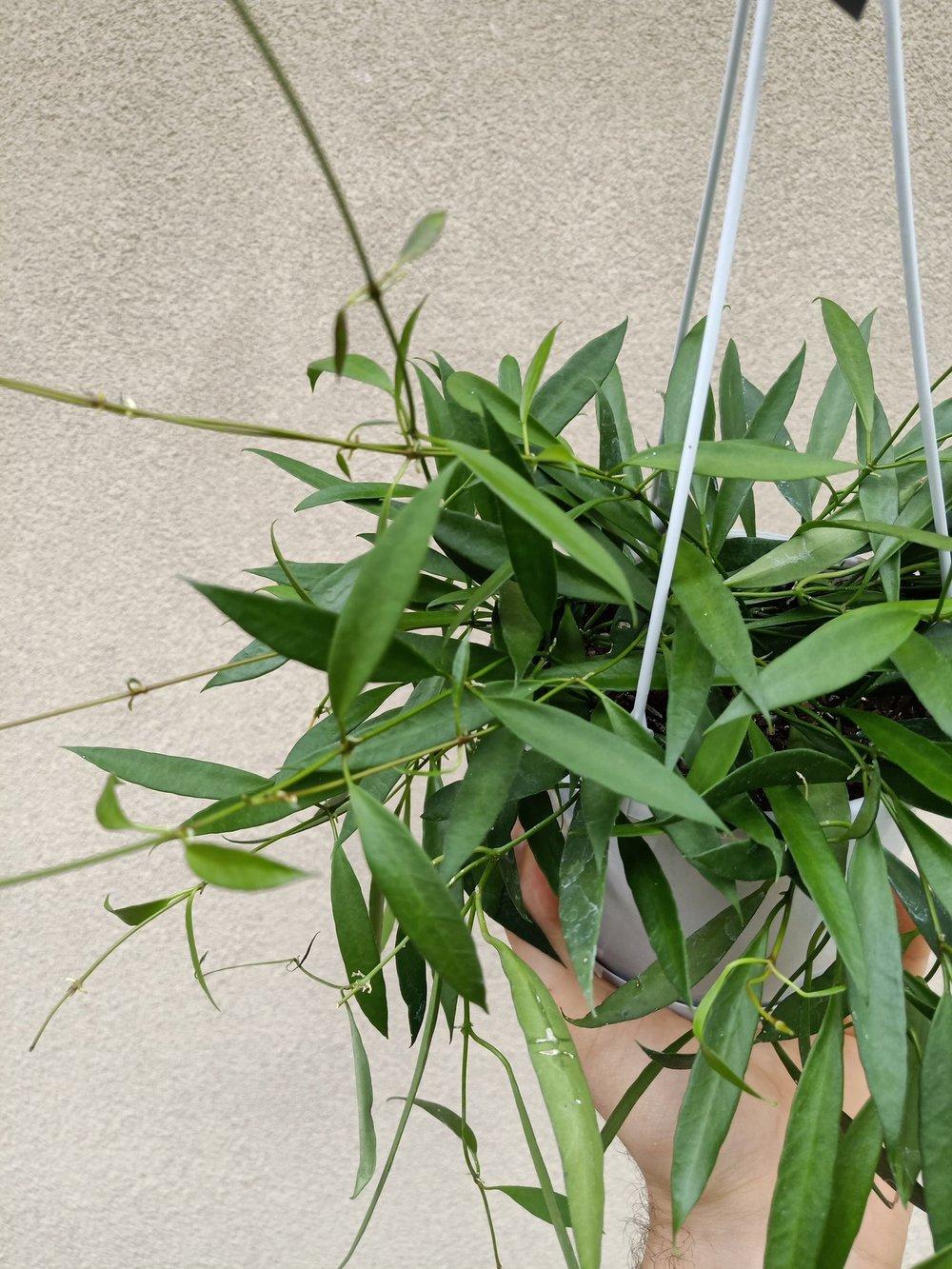 Photo of Wax Plant (Hoya tsangii) uploaded by TiaLee