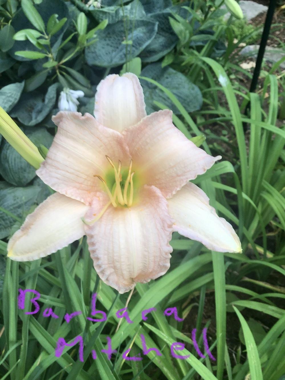 Photo of Daylily (Hemerocallis 'Barbara Mitchell') uploaded by Zoia