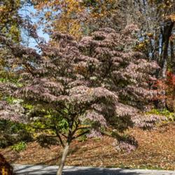 Location: Hidden Lake Gardens, Tipton, Michigan
Date: 2020-10-31
This, believe it or not, is the fall color of Wolf Eyes dogwood. 