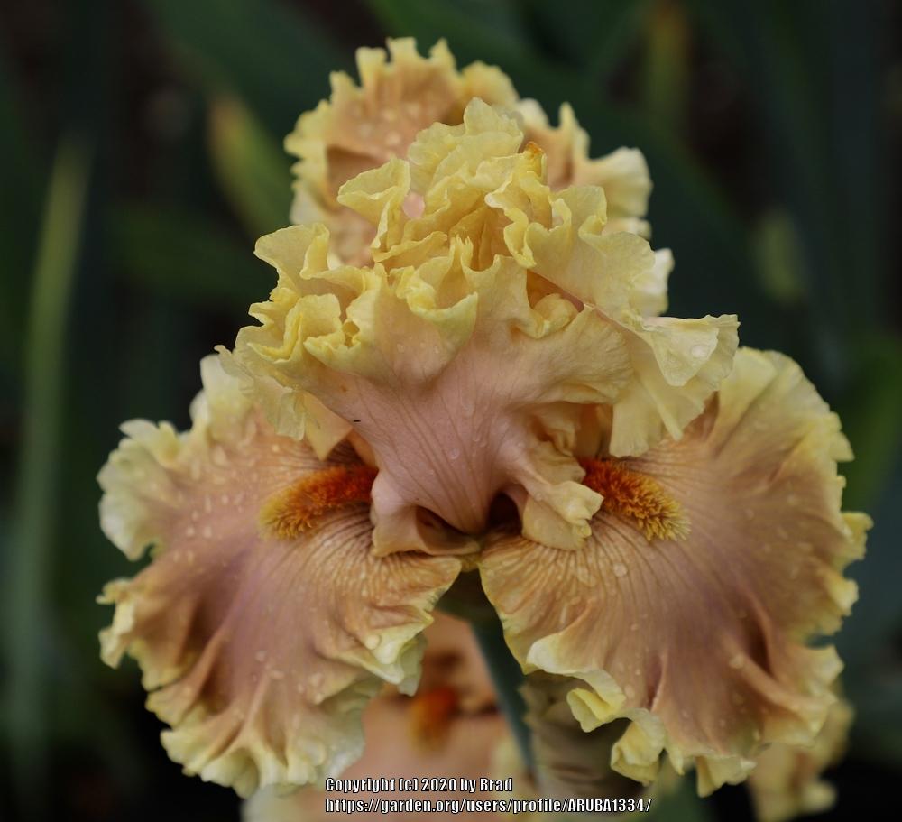 Photo of Tall Bearded Iris (Iris 'Tropical Breeze') uploaded by ARUBA1334